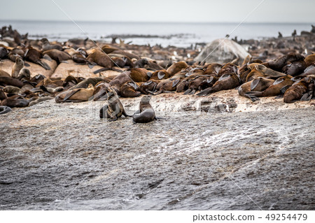Cape fur seals sitting on a rock. 49254479