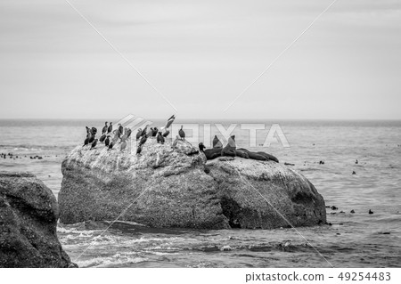 Cape fur seals sitting on a rock. 49254483