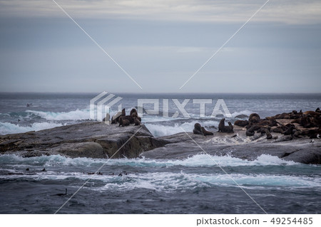 Cape fur seals sitting on a rock. 49254485