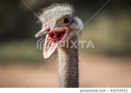 Close up of an Ostrich head in Africa. 49254501