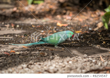 Ring-necked parakeet on the floor. 49254547