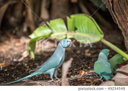 Ring-necked parakeet on the floor. 49254549