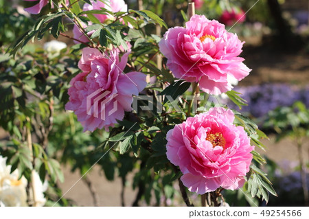 Peony of Sukagawa peony garden of Fukushima 49254566