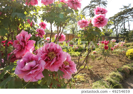 福島的Sukagawa牡丹庭院的牡丹 49254659