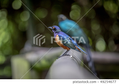 Hildebrandt's starling on a branch. Hildebrandt's starling on a branch. 49254677