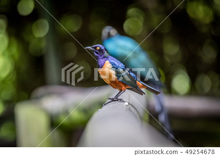 Hildebrandt's starling on a branch. Hildebrandt's starling on a branch. 49254678