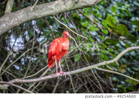 Scarlet ibis sitting on a branch. 49254680