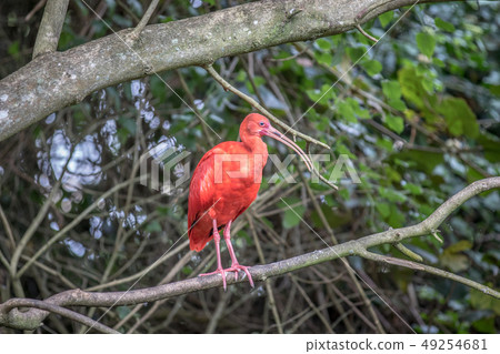 Scarlet ibis sitting on a branch. Scarlet ibis sitting on a branch. 49254681