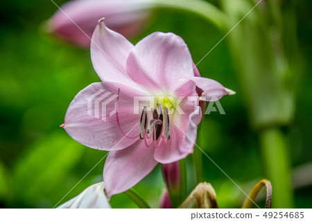 Close up of a Belladonna lily. 49254685