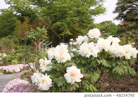 Suga河牡丹牡丹園 49254795