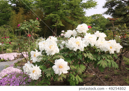Peony of Suga River Peony Garden 49254802