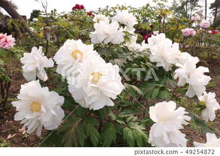 Peony of Sukagawa peony garden of Fukushima 49254872