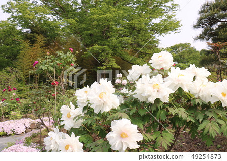 Peony of Sukagawa peony garden of Fukushima 49254873