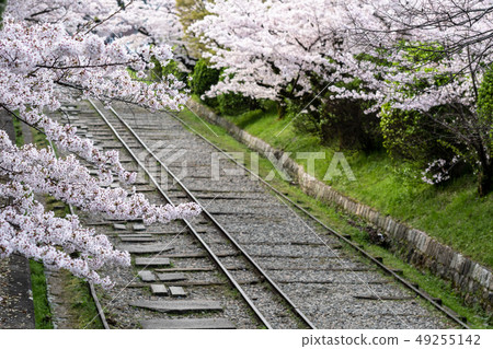 Kyoto Sakura blooming Incline Kyoto Sakura blooming Incline 49255142