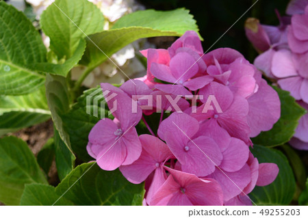 pink Hydrangea macrophylla pink Hydrangea macrophylla 49255203