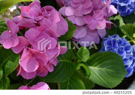pink Hydrangea macrophylla pink Hydrangea macrophylla 49255205