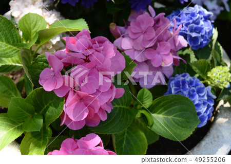 pink Hydrangea macrophylla pink Hydrangea macrophylla 49255206
