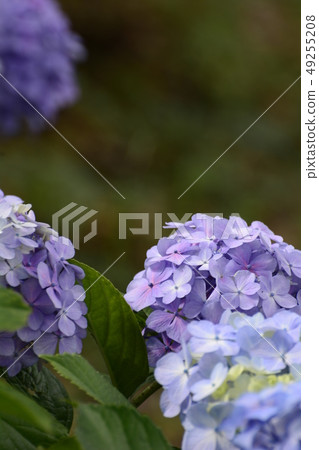 Blue Hydrangea macrophylla 49255208