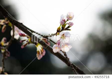 Cherry Blossoms	 49255718