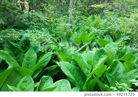 Plant communities: forests 49255720