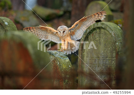 Magic bird barn owl, Tyto alba, flying above stone Magic bird barn owl, Tyto alba, flying above stone 49255994