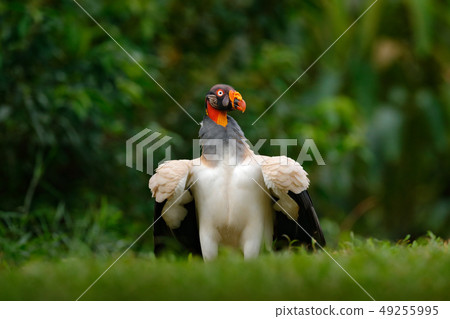 King vulture, Sarcoramphus papa, large bird King vulture, Sarcoramphus papa, large bird 49255995