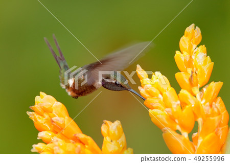 Hummingbird in flight with yellow flower Hummingbird in flight with yellow flower 49255996