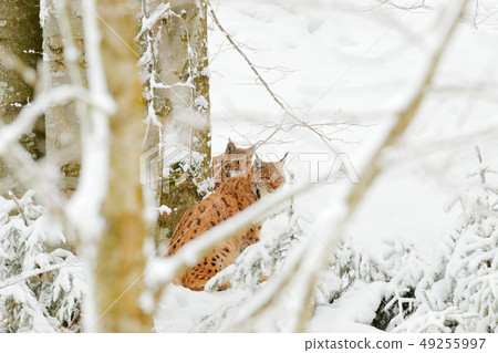 Lynx in snow forest. Eurasian Lynx in winter. 49255997
