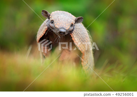 Six-Banded Armadillo, Yellow Armadillo 49256001