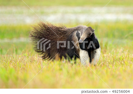 Anteater, cute animal from Brazil. Anteater, cute animal from Brazil. 49256004