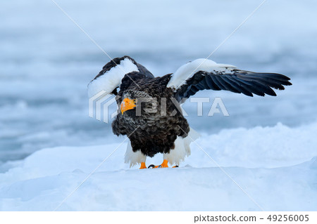 Steller's sea eagle, with white snow, Hokkaido Steller's sea eagle, with white snow, Hokkaido 49256005