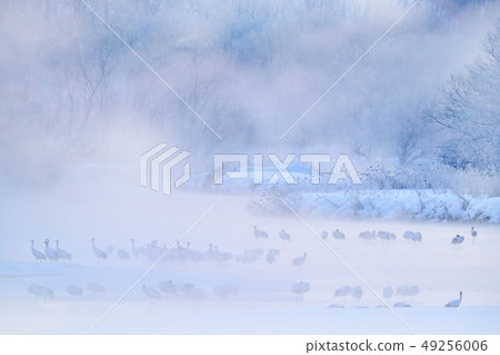 Otowa, Japan with snow and Red-crowned cranes Otowa, Japan with snow and Red-crowned cranes 49256006