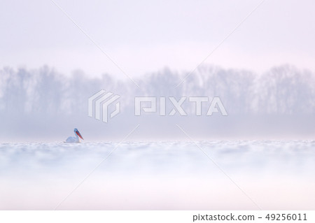 Cold foggy day with pelican in water. 49256011