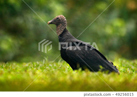 Ugly black bird Black Vulture, Coragyps atratus Ugly black bird Black Vulture, Coragyps atratus 49256015