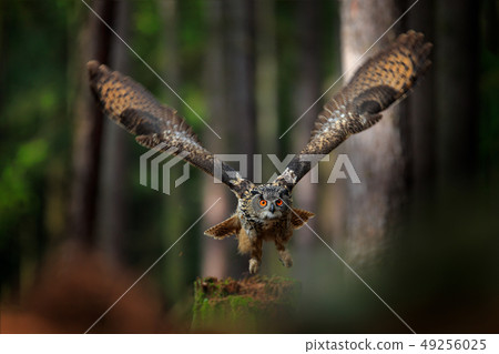 Flying Eurasian Eagle Owl with open wings Flying Eurasian Eagle Owl with open wings 49256025