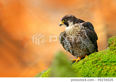 Bird of prey Peregrine Falcon sitting on the stone Bird of prey Peregrine Falcon sitting on the stone 49256026