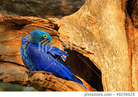 Hyacinth Macaw, Anodorhynchus hyacinthinus on tree 49256028