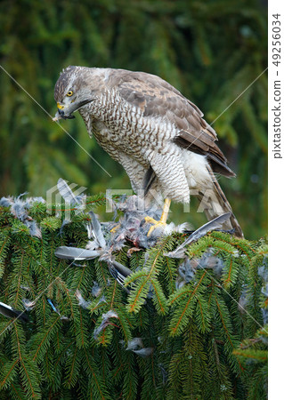 Bird of prey Goshawk kill jay on green spruce tree 49256034