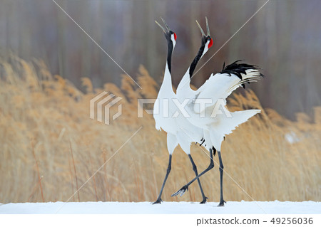 Wildlife scene from snowy nature. Wildlife scene from snowy nature. 49256036
