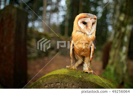 Magic bird barn owl, Tyto alba, flying above stone Magic bird barn owl, Tyto alba, flying above stone 49256064