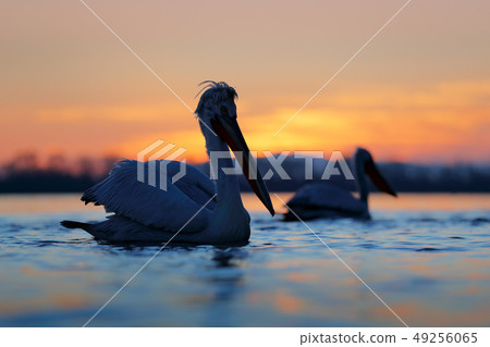 Morning with Dalmatian pelican, Pelecanus crispus 49256065