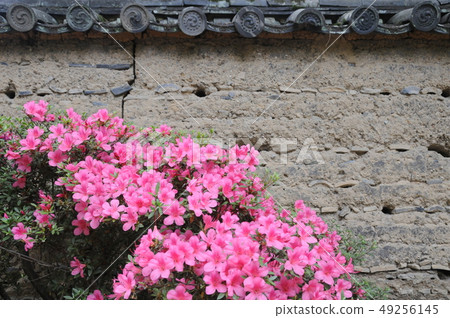 Satsuki blooming on the floor of Toshodai Temple 49256145