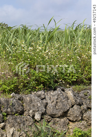 High-flowered Yukisen High-flowered Yukisen 49257143