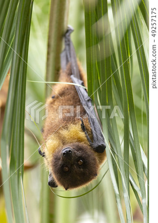 Yaeyama flying fox 49257175