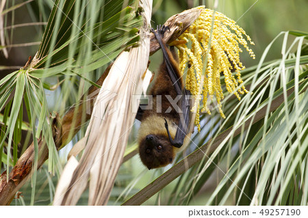八重山飛狐 八重山飛狐 49257190