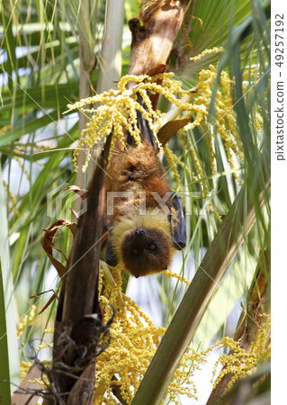 八重山飛狐 49257192