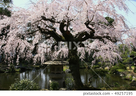 Cherry tree in full bloom  49257195