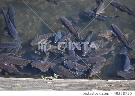 一群鯉魚 一群鯉魚 49258730