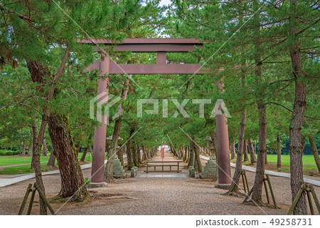 Izumo Taisha Matsu no Torii Torii Izumo Taisha Matsu no Torii Torii 49258731