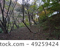 Forest 49259424